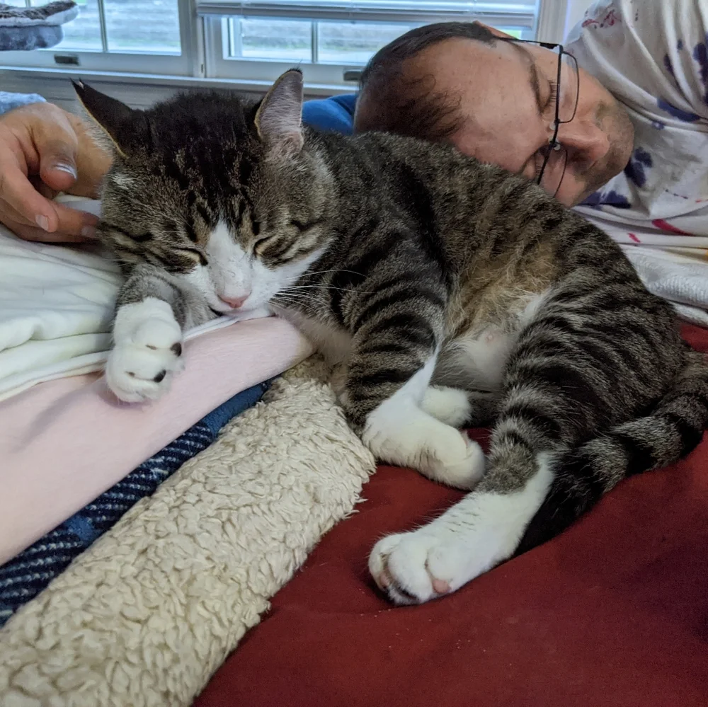 Losing your Cat Comfort Pet Companion